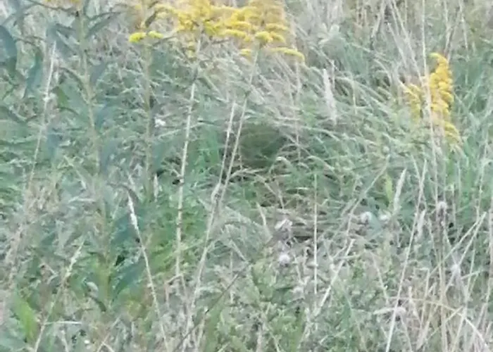 Tiny House Im Gruenen St. Margrethen