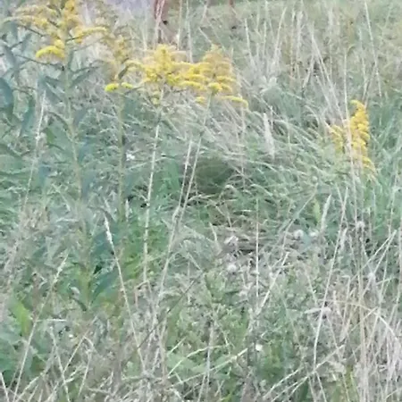 Tiny House Im Gruenen St. Margrethen